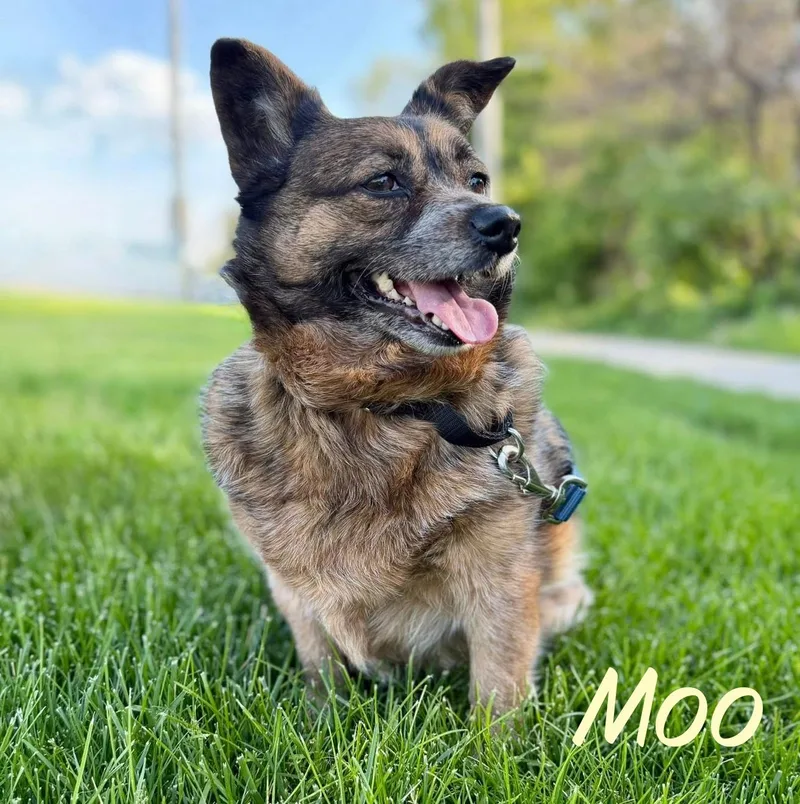 Moo thumbnail 4
