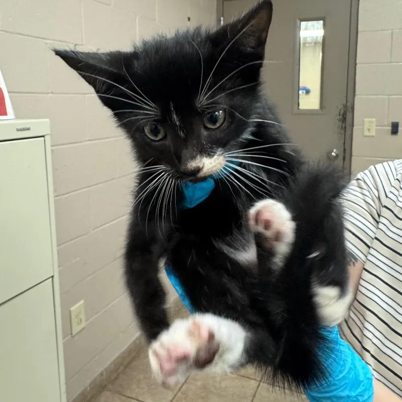 A baby small-sized male Black Domestic Short Hair cat named Maximillian for adoption in Birmingham, AL