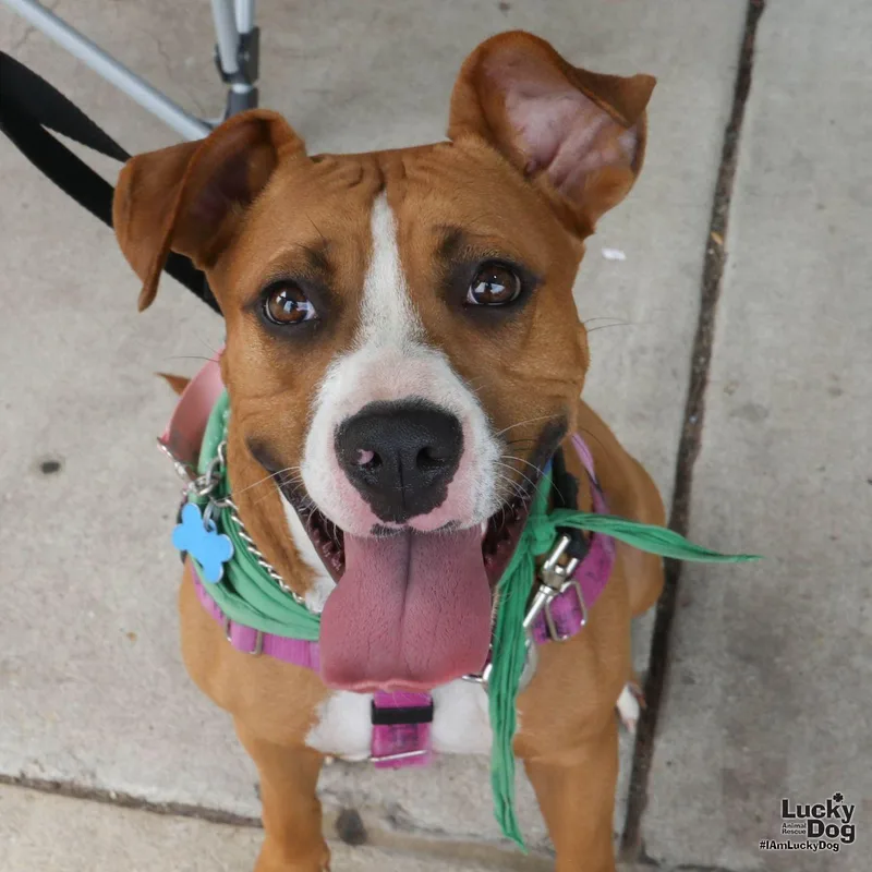 A young medium-sized female Boxer dog named Cilantro for adoption in Washington, DC