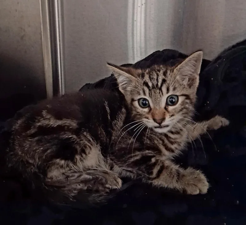 A baby small-sized male Domestic Short Hair cat named Stormy for adoption in Seguin, TX