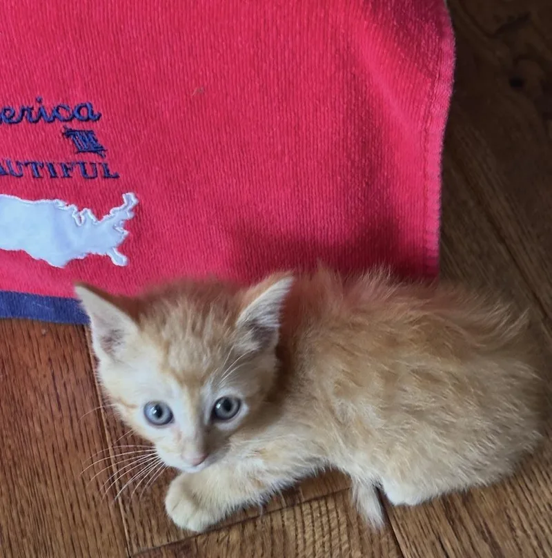 A baby small-sized male Tabby (Orange / Red) Domestic Short Hair cat named Sam for adoption in Poplar Grove, IL