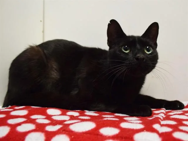 An adult large-sized male Domestic Short Hair cat named Gus for adoption in Sacramento, CA