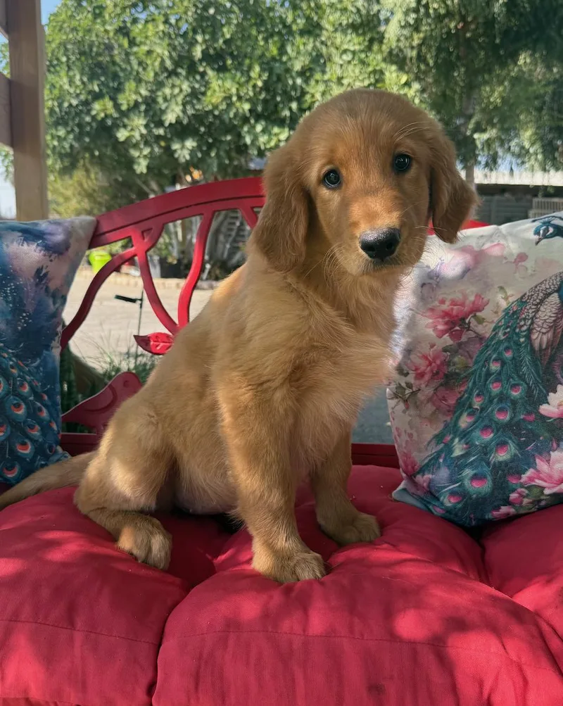 A young medium-sized female Golden Retriever dog named Tessie for adoption in Temecula, CA