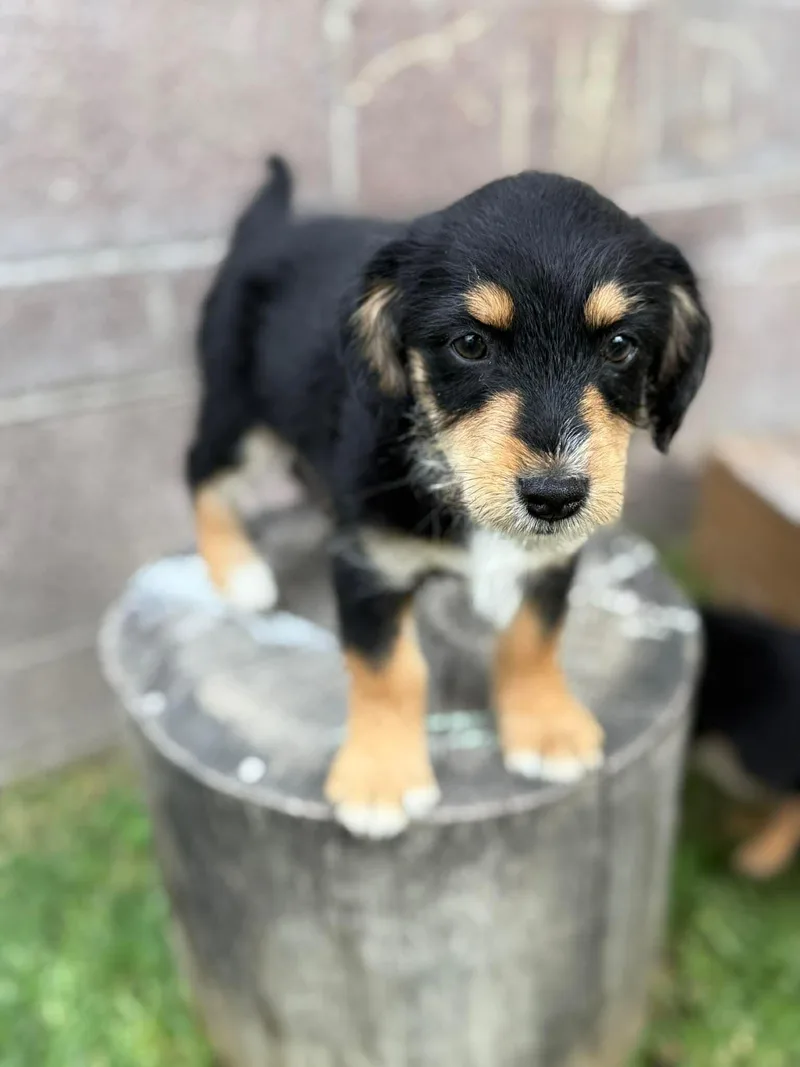 A baby medium-sized male Australian Shepherd dog named Scooby for adoption in Orange, CA