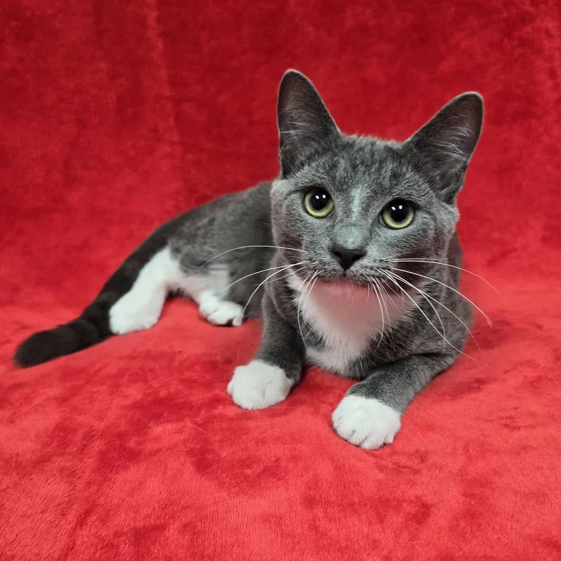 A young medium-sized male Domestic Short Hair cat named Jude for adoption in Frankfort, IN