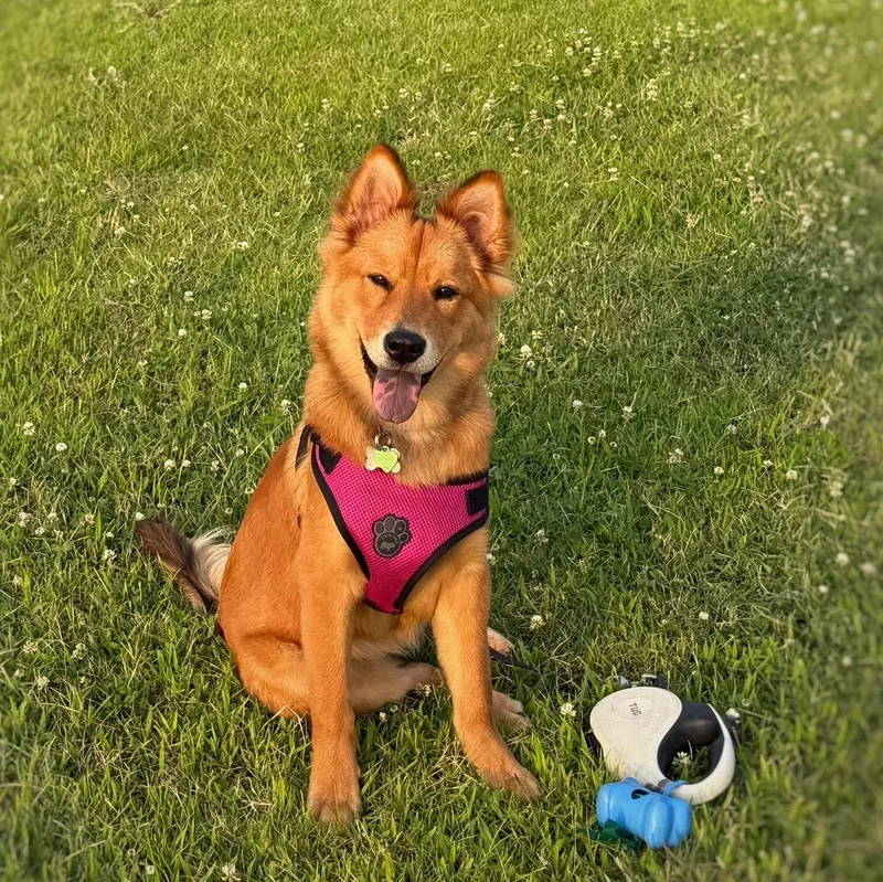 Lily Belle thumbnail 2