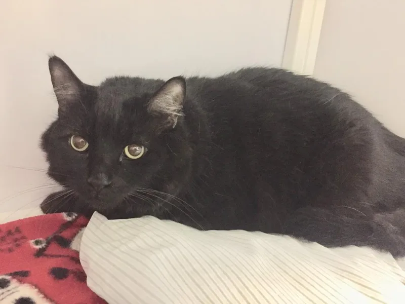 An adult medium-sized female Domestic Long Hair cat named Salome for adoption in Peoria, AZ