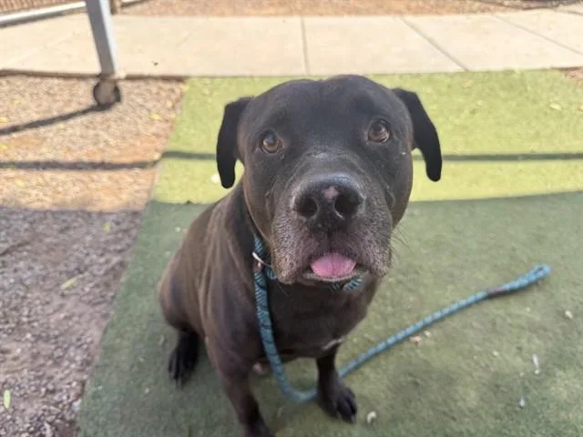 An adult large-sized male Pit Bull Terrier dog named Sylvester for adoption in Phoenix, AZ