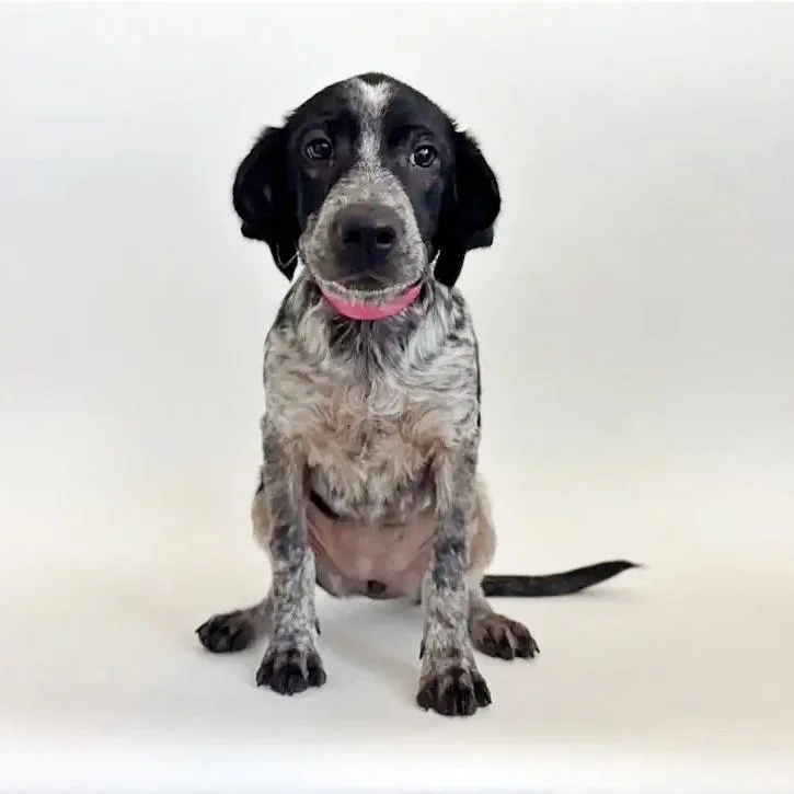 A baby small-sized female Gray / Blue / Silver Mixed Breed dog named Mp for adoption in Saint Louis, MO