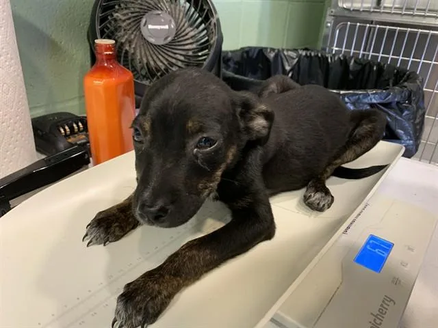 A baby small-sized female Labrador Retriever dog named Bianca for adoption in Grand Prairie, TX