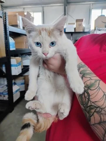 A baby small-sized female Domestic Short Hair cat named Sky for adoption in San Bernardino, CA
