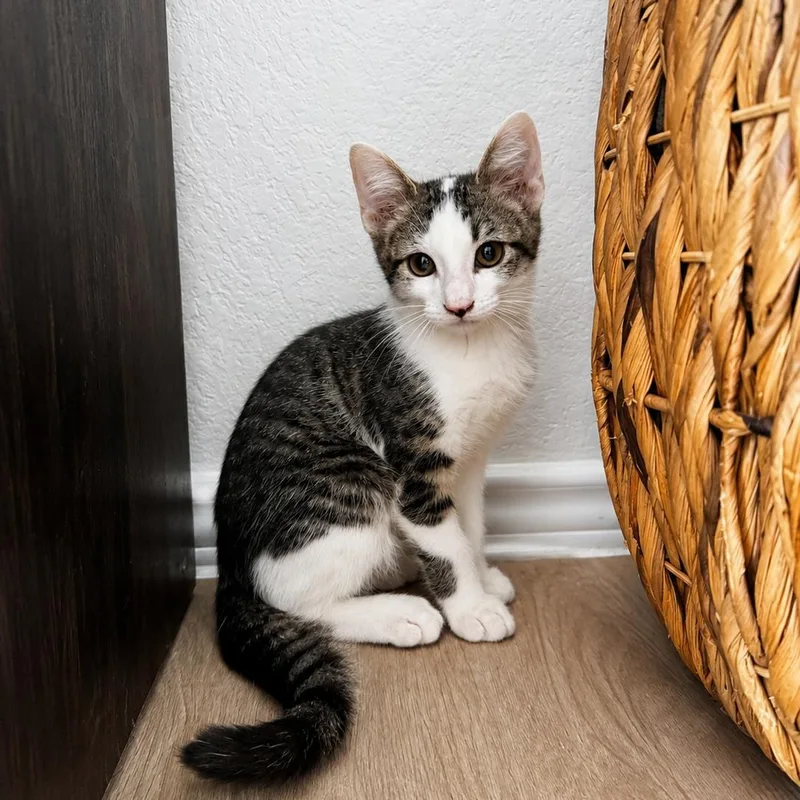 A baby medium-sized male Tabby (Buff / Tan / Fawn) American Shorthair cat named Wolverine for adoption in Houston, TX