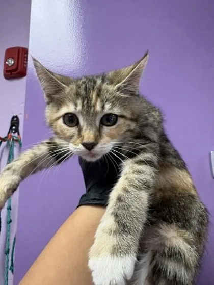 A baby small-sized female Orange / Red Domestic Short Hair cat named 61078691 for adoption in El Paso, TX