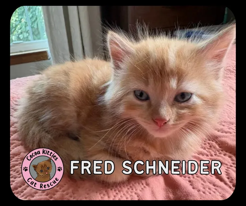A baby small-sized male Domestic Long Hair cat named Fred Schneider for adoption in Hershey, PA