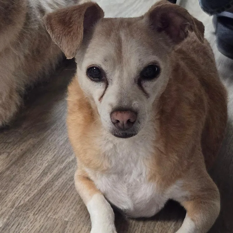 A senior small-sized female Yellow / Tan / Blond / Fawn Chihuahua dog named Sandy Love for adoption in San Jacinto, CA