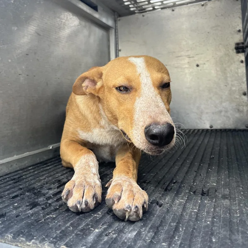 A young medium-sized male Brown / Chocolate Shepherd dog named Manny for adoption in Edinburg, TX