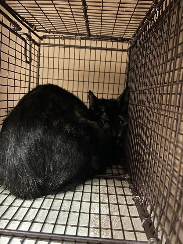 An adult small-sized female Domestic Short Hair cat named Elizabeth Taylor for adoption in Austin, TX