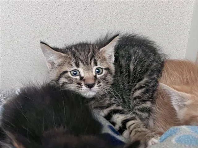 A baby small-sized male Domestic Short Hair cat named Tai for adoption in Santa Fe, NM