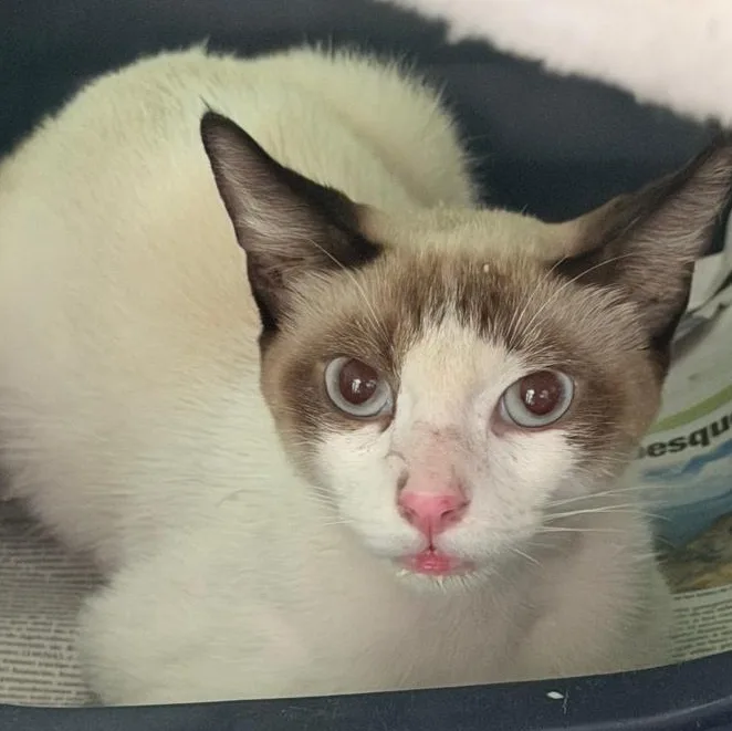 A young medium-sized male Siamese cat named Vittorio for adoption in San Juan, PR