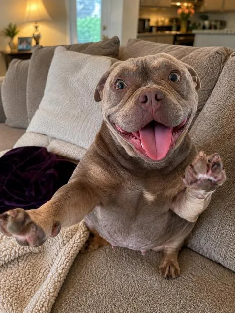 A young small-sized female Yellow / Tan / Blond / Fawn English Bulldog dog named Lolly for adoption in Tifton, GA