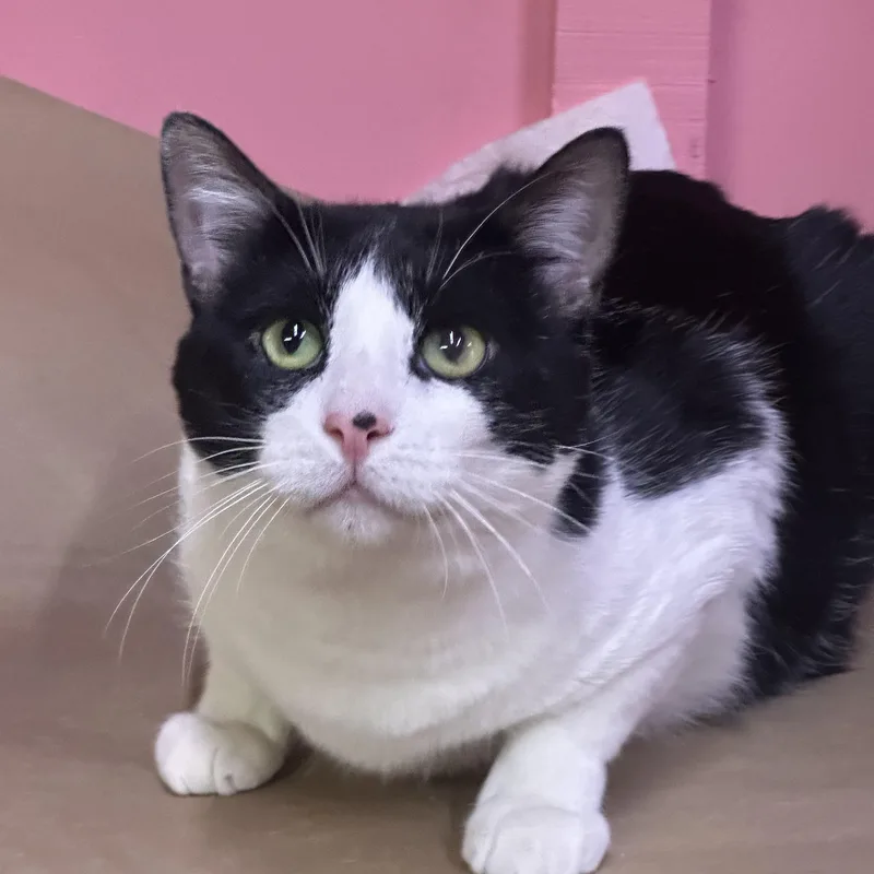 An adult large-sized male Domestic Short Hair cat named Sebastian for adoption in Los Angeles, CA