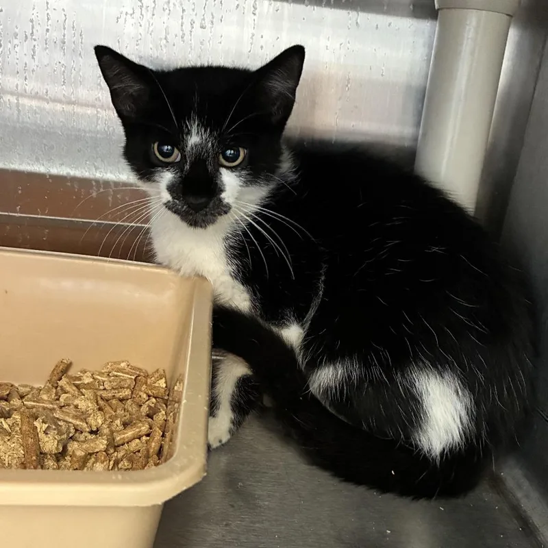 A baby small-sized male Black Domestic Short Hair cat named Crane Kick for adoption in Carencro, LA