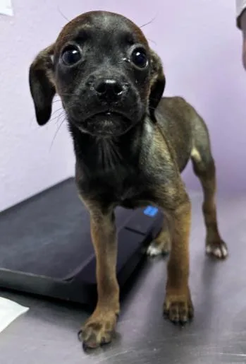A baby small-sized female Brown / Chocolate Mixed Breed dog named 60791693 for adoption in El Paso, TX