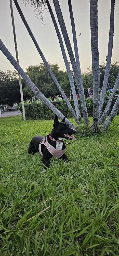An adult medium-sized female Tricolor (Brown, Black, & White) Labrador Retriever dog named Morita for adoption in Gig Harbor, WA