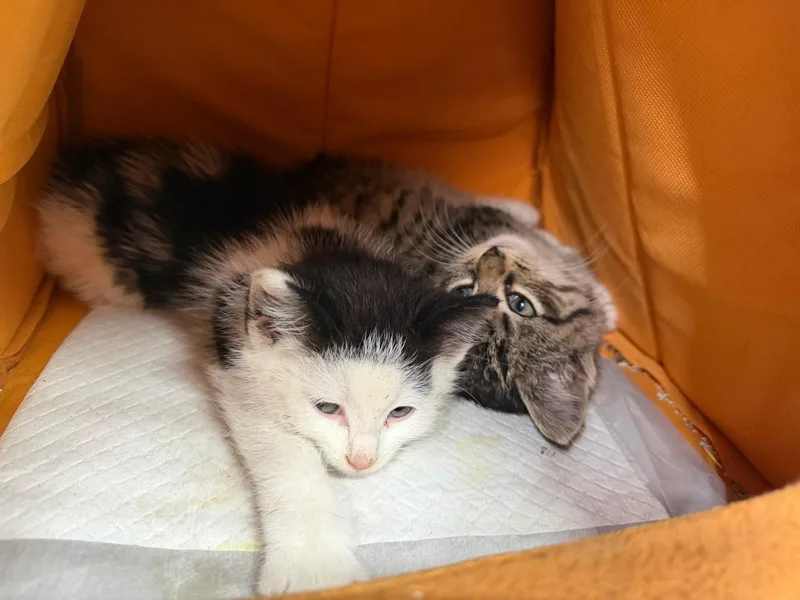 A baby medium-sized male Black & White / Tuxedo Domestic Short Hair cat named Robin Hood for adoption in Reeseville, WI