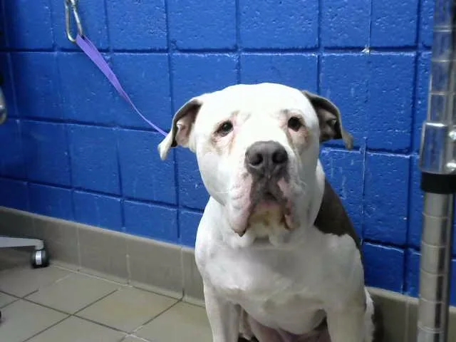 An adult medium-sized male Pit Bull Terrier dog named Hoss for adoption in Albuquerque, NM