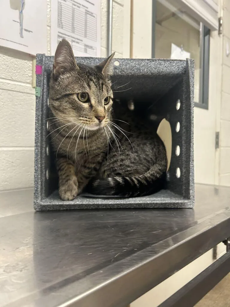 An adult medium-sized male Tabby (Brown / Chocolate) Domestic Short Hair cat named Chip for adoption in Fruit Heights, UT