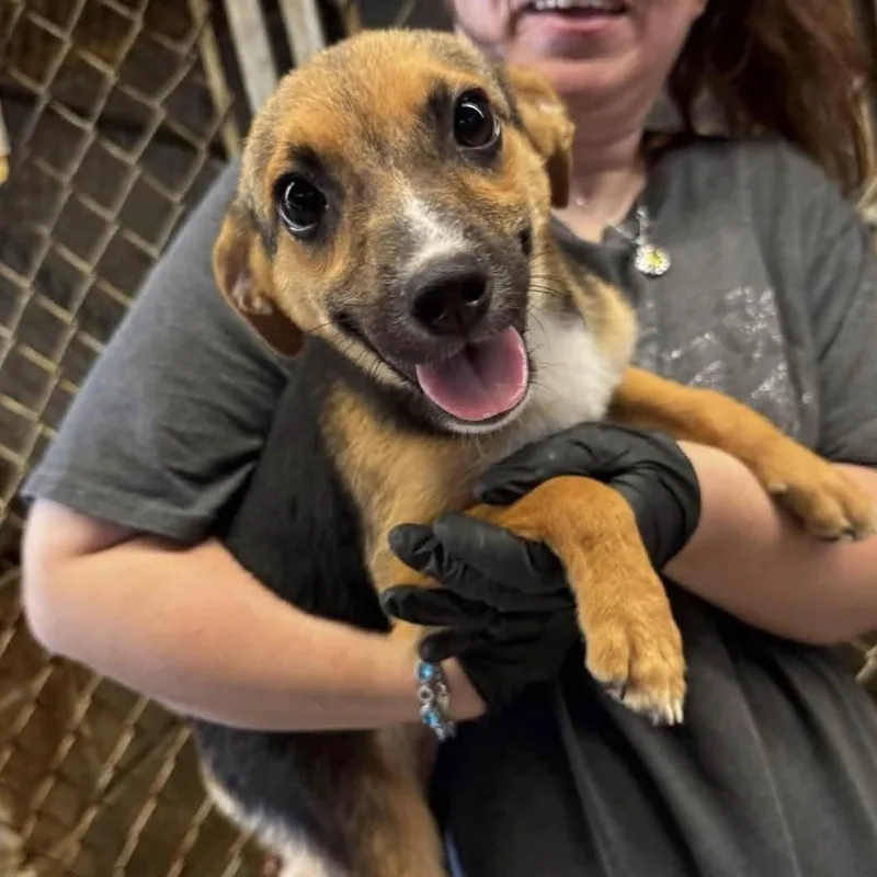 A baby medium-sized female Tricolor (Brown, Black, & White) Beagle dog named Junie for adoption in Yaphank, NY