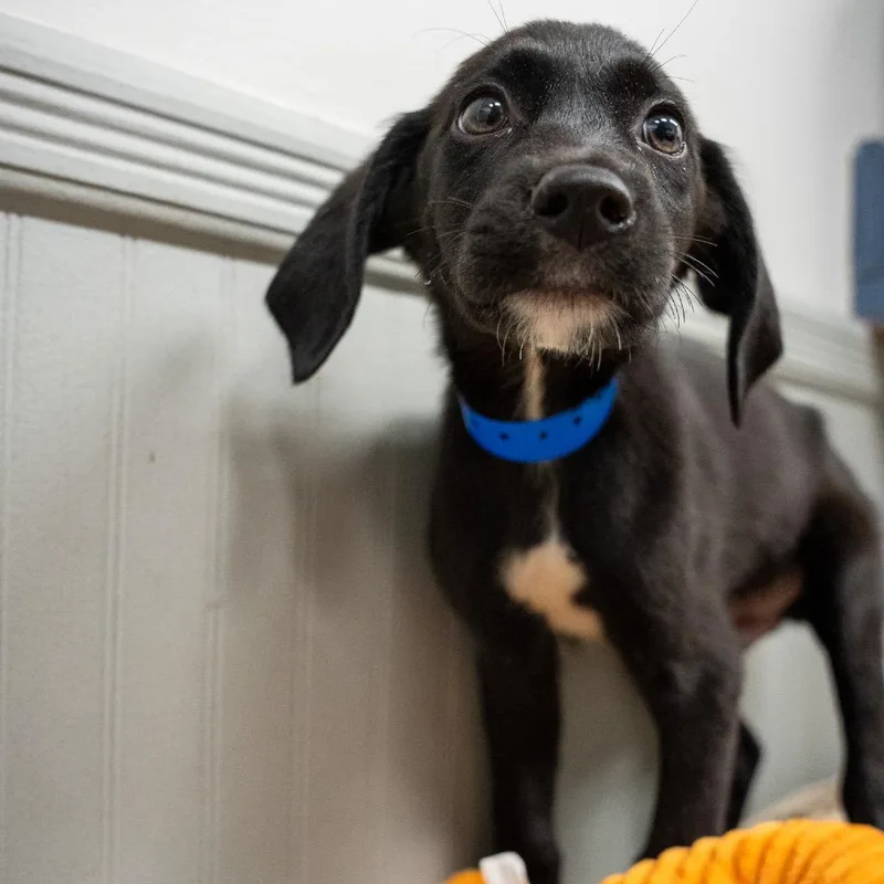 A baby medium-sized male Labrador Retriever dog named Rabbit for adoption in Pawling, NY