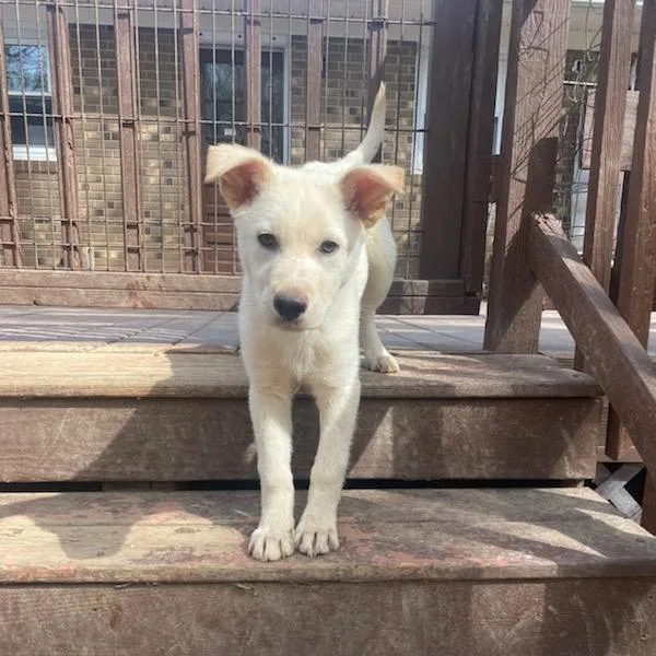 Peanut Butter thumbnail 2