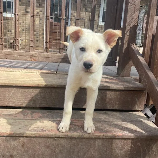 Peanut Butter thumbnail 3