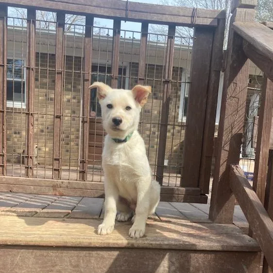 Peanut Butter thumbnail 4