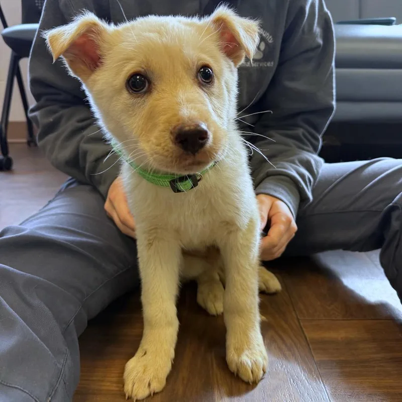 Peanut Butter thumbnail 5