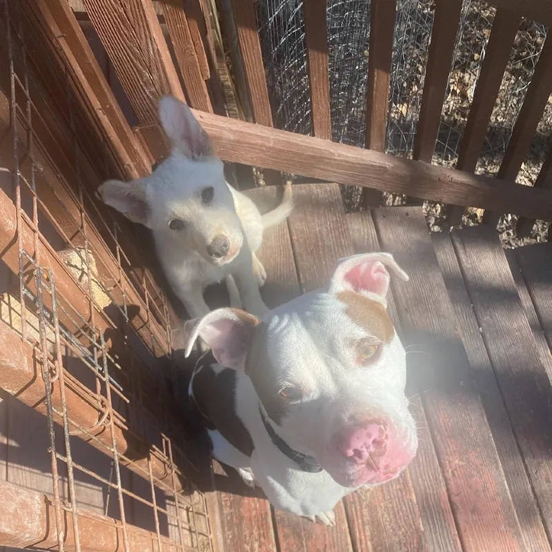 Peanut Butter thumbnail 6