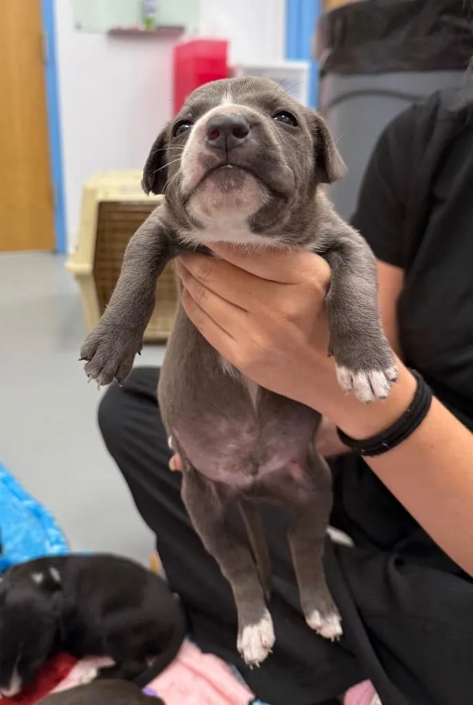 A baby medium-sized male Terrier dog named Moxley for adoption in Hartsville, SC
