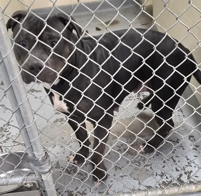 A young large-sized female Pit Bull Terrier dog named Softy for adoption in Anchorage, AK