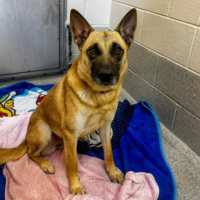 An adult medium-sized female Belgian Shepherd / Malinois dog named Kona for adoption in Statesville, NC