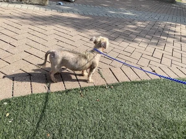 An adult small-sized female Shih Tzu dog named Nellie for adoption in Austin, TX