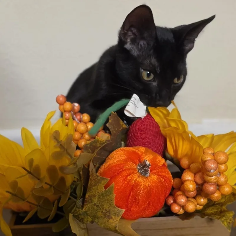 A young medium-sized male Black Domestic Short Hair cat named Ragu for adoption in Parkland, FL