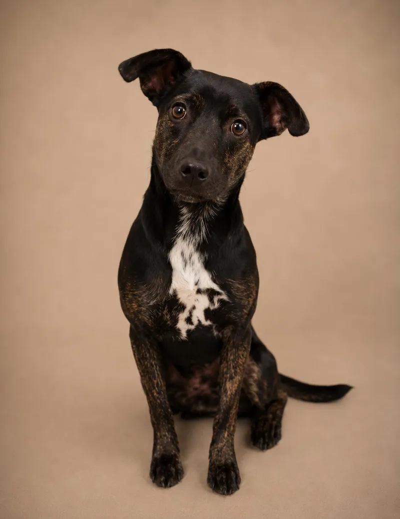 An adult small-sized male Brindle Terrier dog named Cabbage for adoption in Wooster, OH