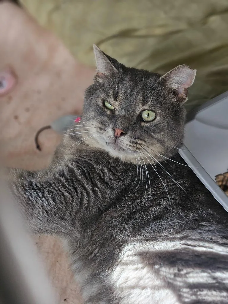 An adult medium-sized male Domestic Short Hair cat named Copper for adoption in Pomona, NY