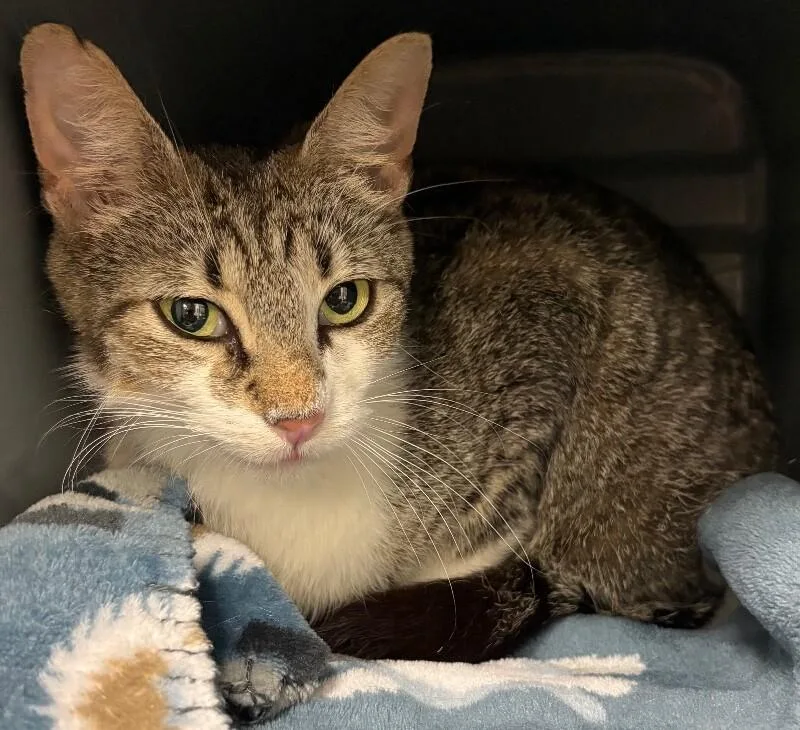 An adult medium-sized female Tabby (Brown / Chocolate) Domestic Short Hair cat named Violet for adoption in Katy, TX