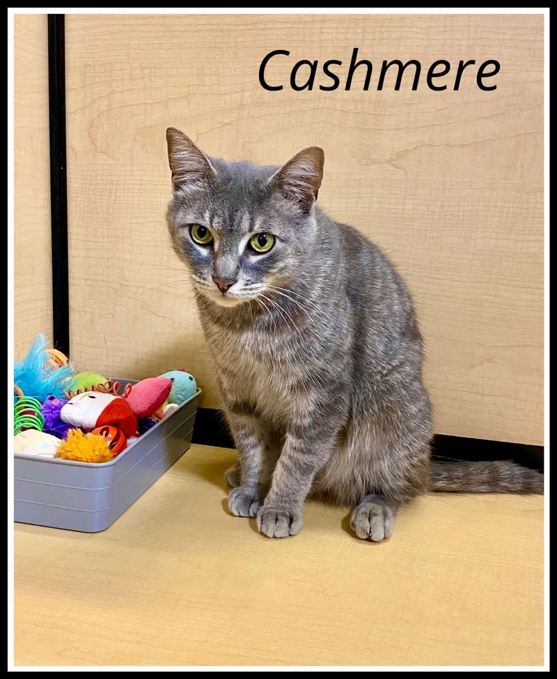 Cashmerejenkintown Petsmart