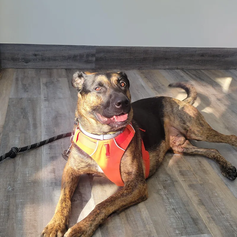 A young large-sized male Mixed Breed dog named Deacon for adoption