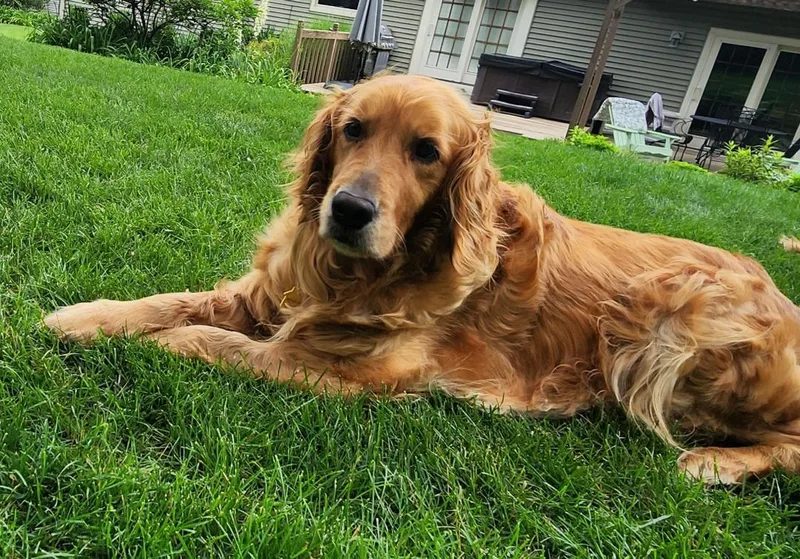 Lyla