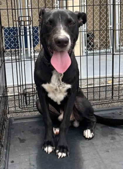 An adult medium-sized male Black Labrador Retriever dog named Night for adoption in Harlingen, TX